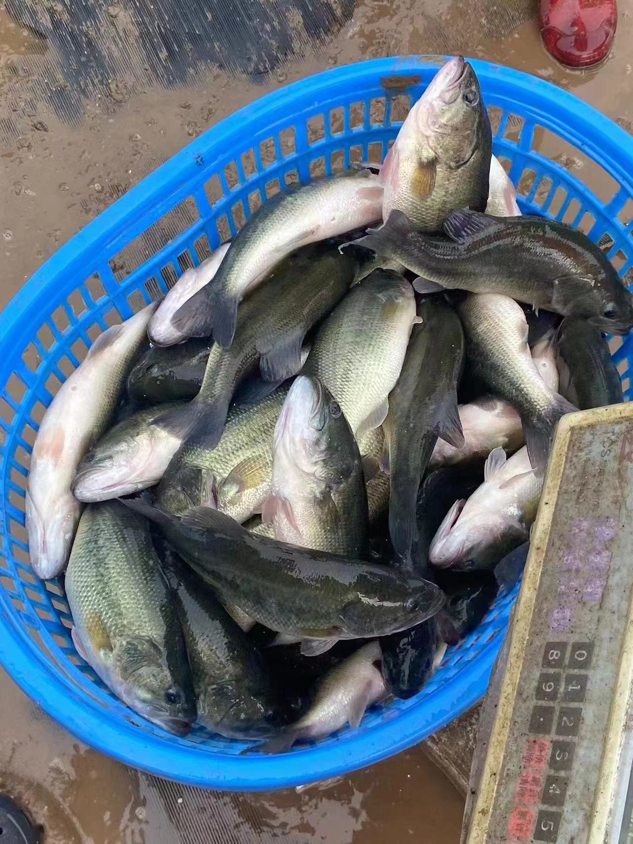 水產(chǎn)養(yǎng)殖納米銀抗菌水溶液實(shí)用反饋，效果明顯！