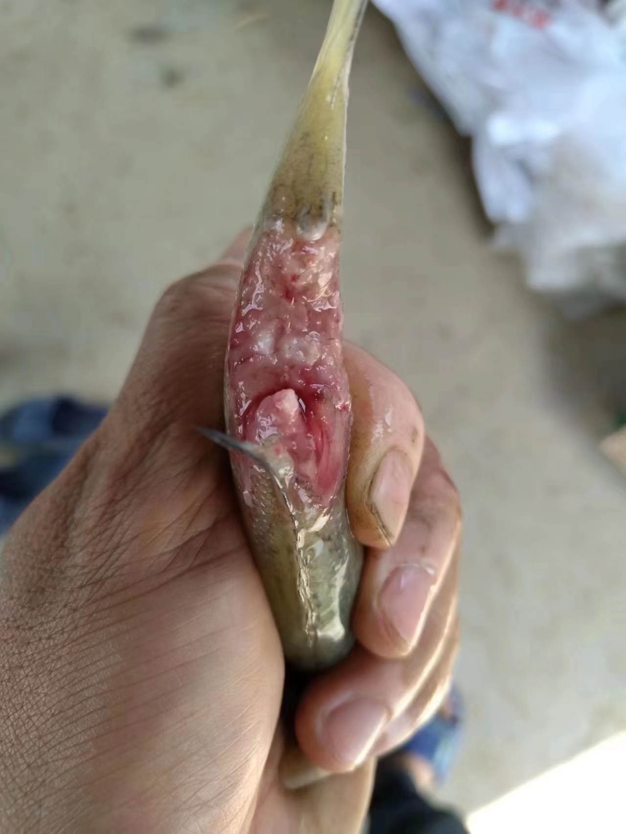 水產(chǎn)養(yǎng)殖納米銀抗菌水溶液實(shí)用反饋，效果明顯！
