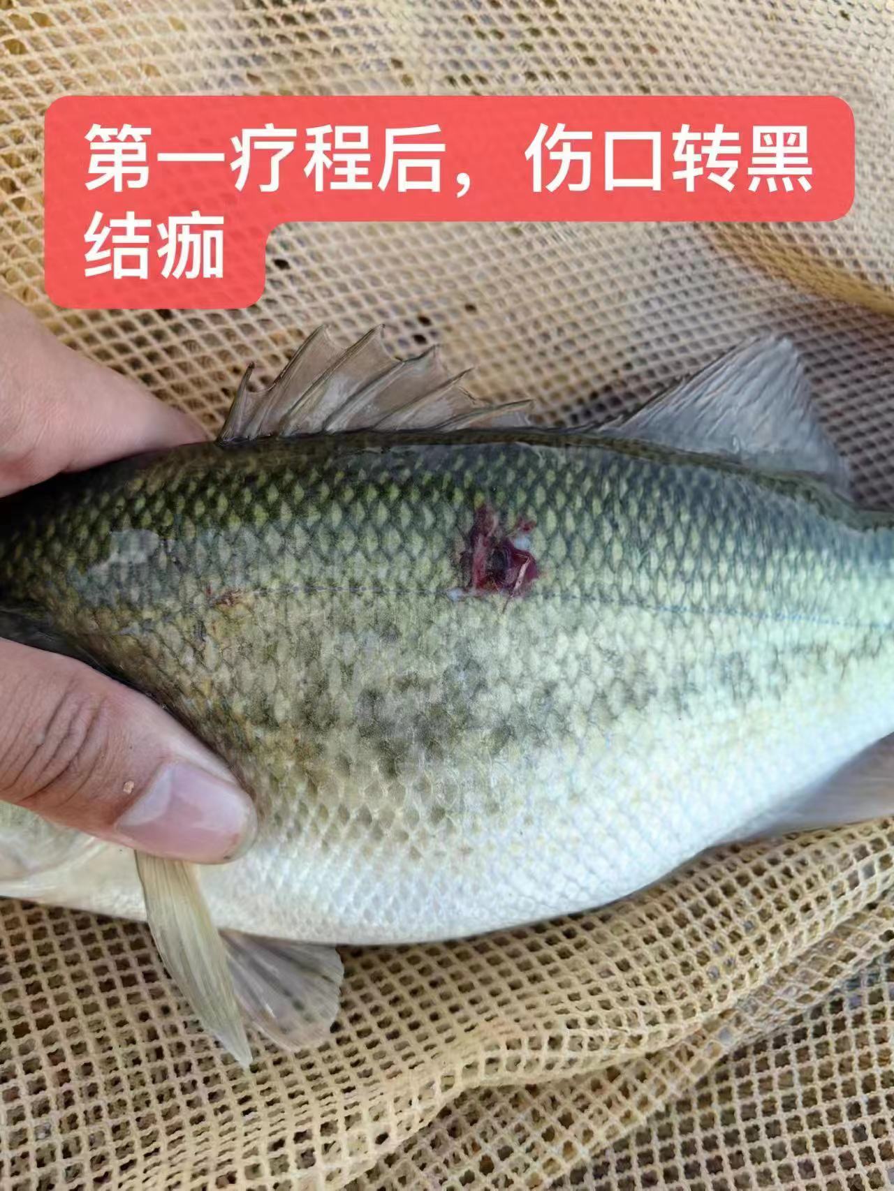 水產(chǎn)養(yǎng)殖納米銀抗菌水溶液實(shí)用反饋，效果明顯！